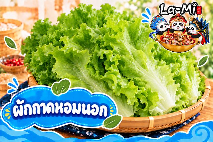 ผักกาดหอมนอก - Lettuce