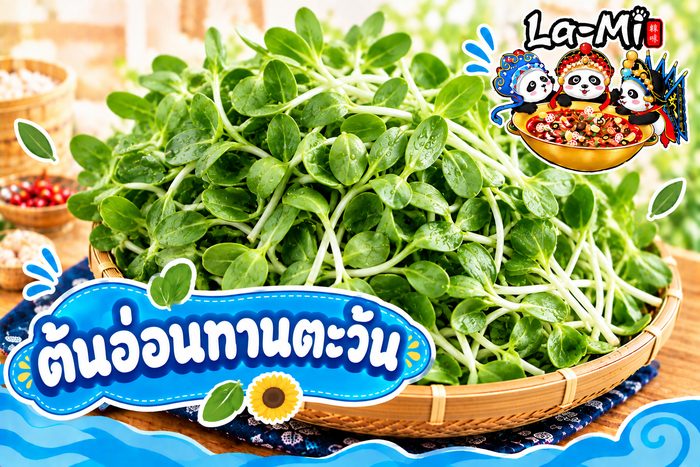 ต้นอ่อนทานตะวัน - Sunflower Sprouts